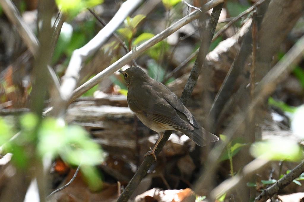 2025-05128384 Parker River NWR, MA.JPG - Swainson's Thrush. Parker River National Wildlife Refuge, MA, 5-12-2025